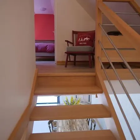 Dans Un Elevage D'alpagas * Mellionnec